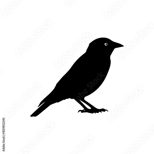Silhouette of a Bird Perched on an Imaginary Branch