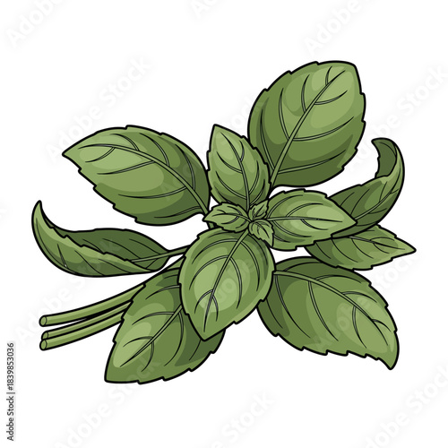 A vibrant illustration of fresh green basil leaves, depicting a small bunch with multiple stems and distinct veins, ready for culinary use.