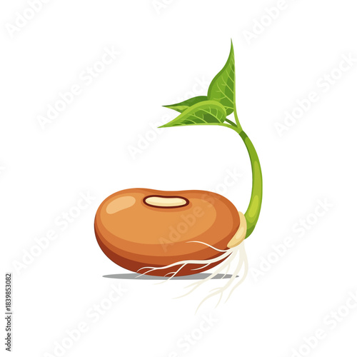 Detailed illustration of a single brown bean sprouting with a green stem, two small leaves, and visible white roots.
