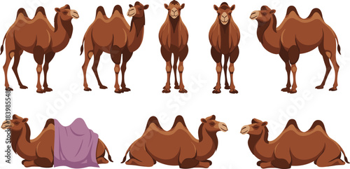Cartoon-style Bactrian camel illustration set showing various poses and angles for educational, decorative, or animation design use