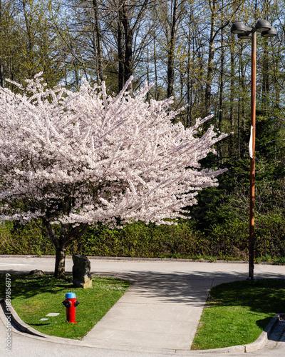 cherry tree with blossom flowers in spring sunny day