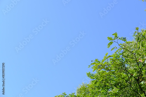 陽光降り注ぐ森。深い緑と爽やかな青空のコントラスト