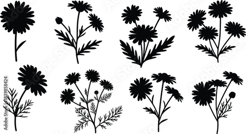 Black daisy flower arrangements botanical illustrations on transparent background silhouette