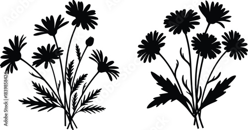 Black daisy flower arrangements botanical illustration on transparent background silhouette