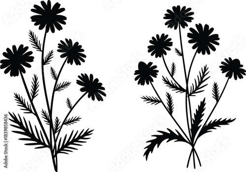 Delicate black chamomile flowers illustration on transparent background silhouette