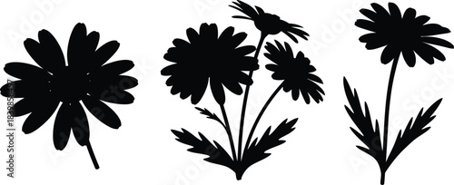 Floral arrangement of daisy silhouettes on transparent background