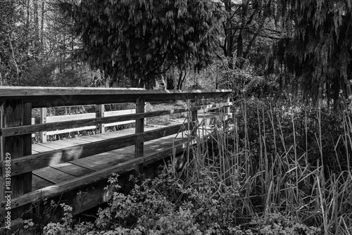 black and white Entrance of a wooden bridge in a forest pathway. Forest scape with vividly green colored trees in summer season