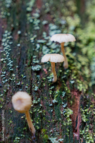 poisonous fungi white mushrooms in the spring forest