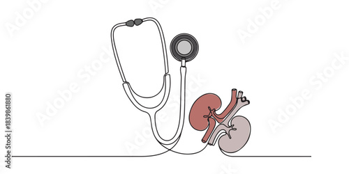 Continuous line drawing of a stethoscope and a human kidney pair with subtle color shading. Conceptual medical art for nephrology, kidney health, and organ examination.