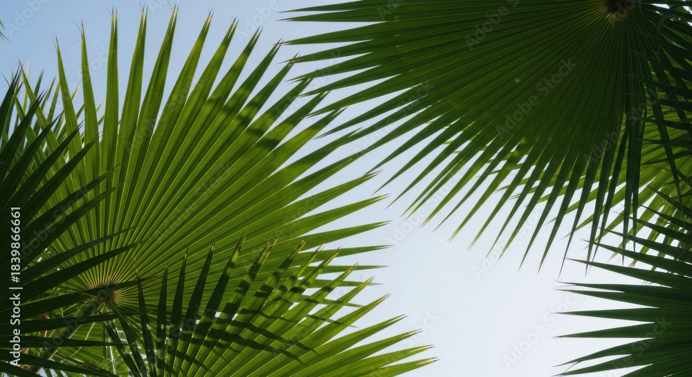 Obraz premium Detailed view of vibrant green palm leaves against a clear blue sky, capturing the essence of a tropical paradise. Warm sunlight enhances the natural textures.
