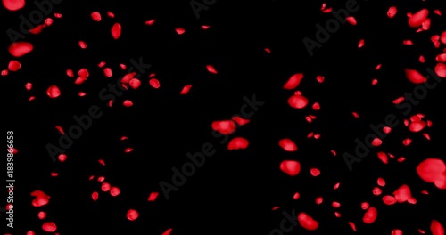 Red rose petals sway in the wind. Isolated on black background. 4K 3D rendering loop animation.