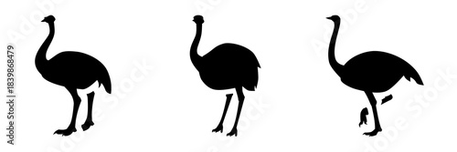 Ostrich Silhouette Vector Collection