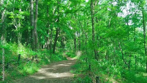 緑の森　歩道