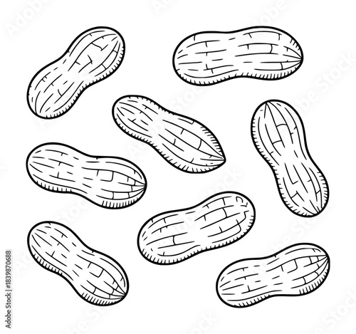 Hand-Drawn Peanuts in Shells Scattered on a White Background