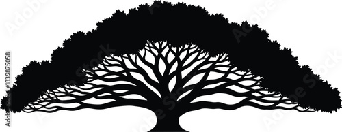 Silhouette of a tree spreading wide branches