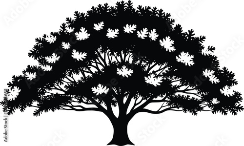 Silhouette of an oak tree spreading its leaves