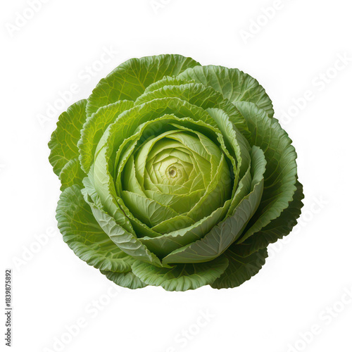 cabbage isolated on white background
