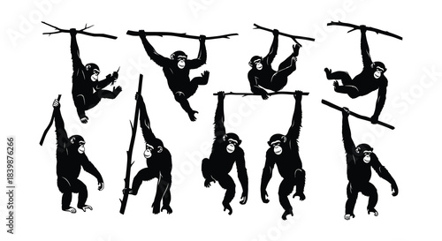 Silhouettes of chimpanzees swinging and hanging from branches in a playful scene