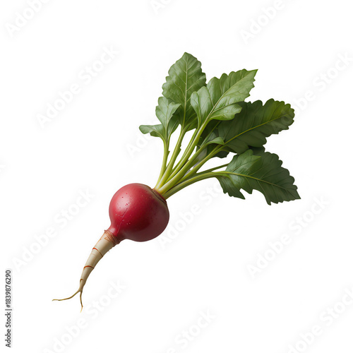 red radish isolated on white