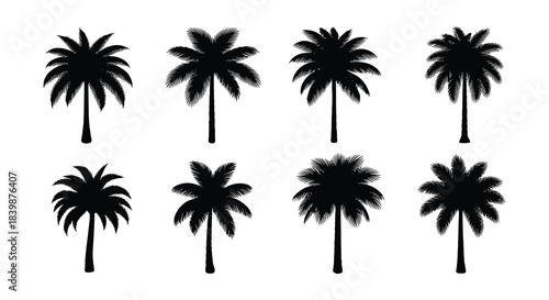 Silhouettes of lush palm trees showcase tropical vibes and natural beauty