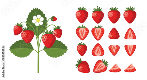 A detailed illustration of fresh strawberries on the vine with separate cut and whole strawberries.