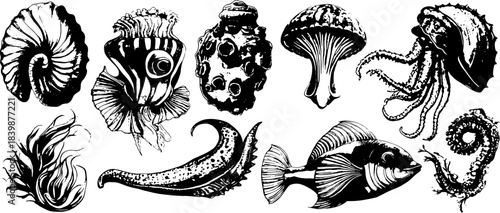 Vintage marine creatures engraving set: shells, fish, octopus, coral and abstract sea forms. High-detail black and white biological illustration pack