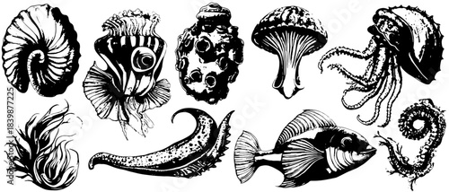 Vintage marine creatures engraving set: shells, fish, octopus, coral and abstract sea forms. High-detail black and white biological illustration pack