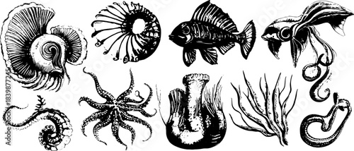 Vintage marine creatures engraving set: shells, fish, octopus, coral and abstract sea forms. High-detail black and white biological illustration pack