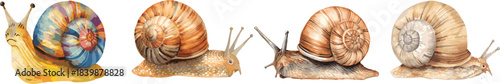 Watercolor set snail isolated on white