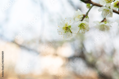 The Beauty of Spring Blossoms in Gentle Morning Light