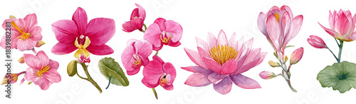 Watercolor Floral Arrangement Featuring Pink Hibiscus Orchids and Lotus Isolated on Transparent Background, PNG