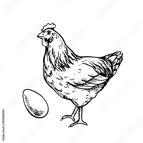 Chicken. Black and white vector illustration drawn by hand. Design element for packaging, labels, and banners. Also suitable for books, postcards, and games.