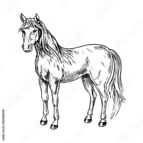 Horse standing side view. Black and white vector illustration drawn by hand. Perfect for horse farms, stables, or agricultural projects. Also suitable for labels, packaging, banners, and more.