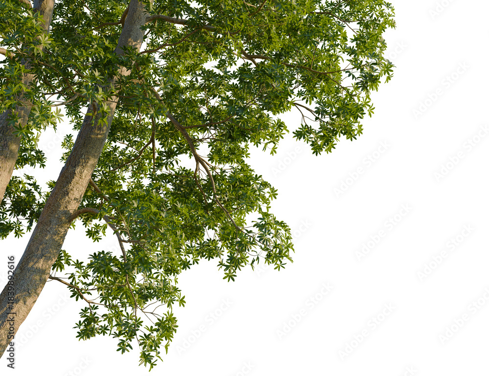 Obraz premium Alstonia scholaris tree, corner view, cutout, transparent background, isolate, Lush green tree branches with dense foliage against a clear sky.