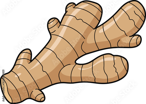Cartoon ginger root with brown skin and black lines on white background spice herb