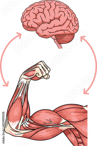 Human Brain Connected to Muscular Arm with Arrows Showing Interaction Keywords: brain, human brain, anatomy, muscle, arm, bicep