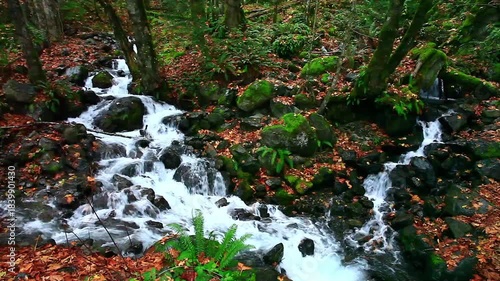  a video of Rose Creek falls in Olympic National Forest Washington State