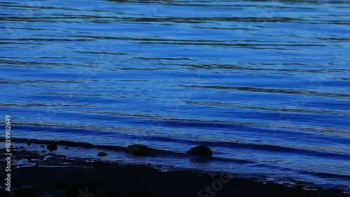  a video of a Puget Sound shoreline in Washington State