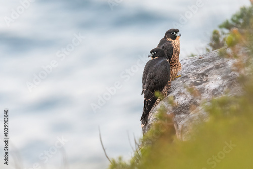 Pair of peregrine falcons (Falco peregrinus), Sydney coast, NSW, Australia. Beautiful birds of prey. 