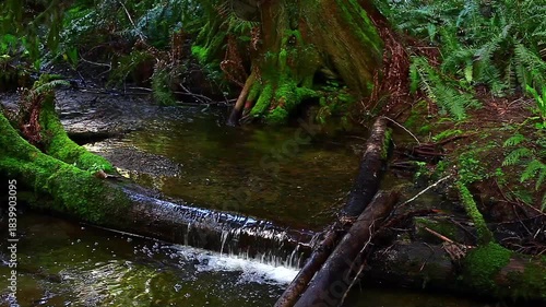  a video of Matheny Creek in Olympic National Park Washington State