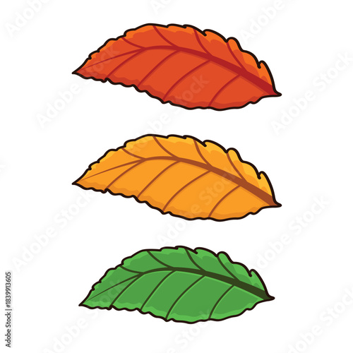 Autumn leaves. autumn leaf. autumn leaves background vectoor cartoon illustration