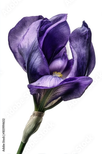 Close Up Purple Iris Flower