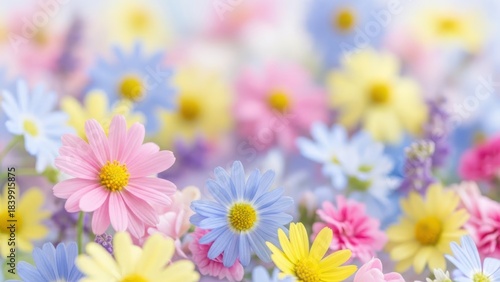 Close up of multicolored daisy flowers soft focus background