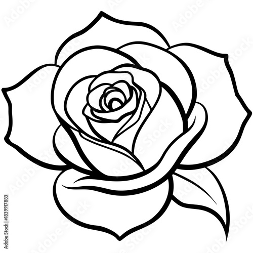 white rose isolated on white