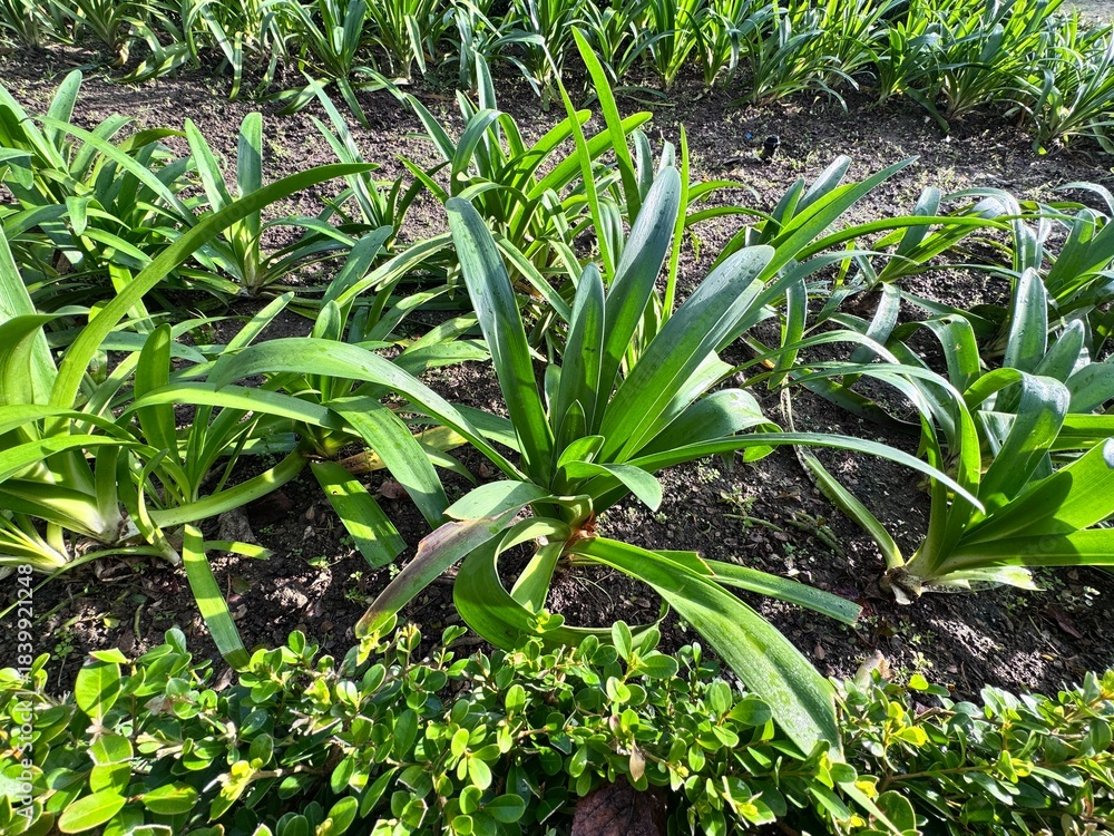 Obraz premium Agapanthus praecox (African lily) growing in a garden bed, showing lush green strap-shaped leaves in bright sunlight. Fresh foliage and natural texture ideal for botanical, gardening and landscaping.