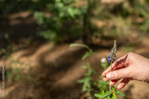 Wallpaper Mural mano de mujer con lavanda salvaje Torontodigital.ca