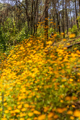 Wallpaper Mural flores amarillas fuera de foco con el foco en el fondo Torontodigital.ca