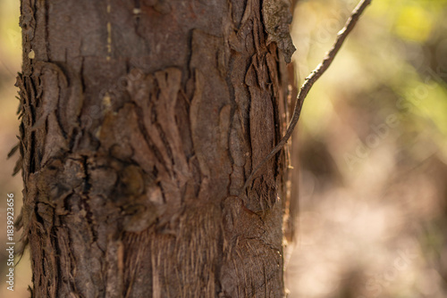 Wallpaper Mural tronco de árbol con mucha textura de corteza Torontodigital.ca
