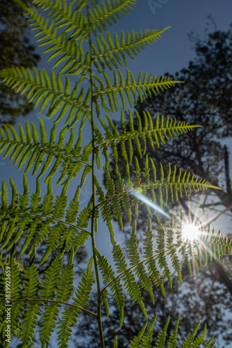 Wallpaper Mural helecho en contraluz con sol y árbol Torontodigital.ca
