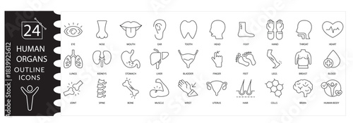 Human Anatomy Medical Vector Icon Set Featuring Internal Organs Including Brain, Heart, Lungs, Liver, Kidneys, Stomach, Intestines, and Complete Body System . Detailed Anatomy editable stroke